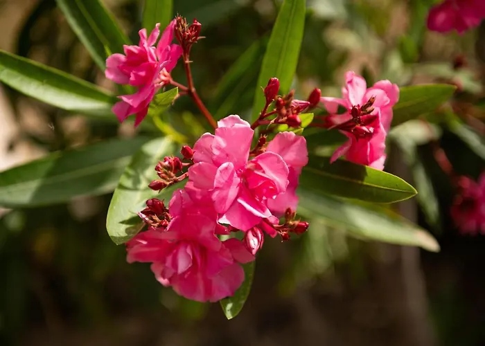 Teresa فيلة كوستا ري